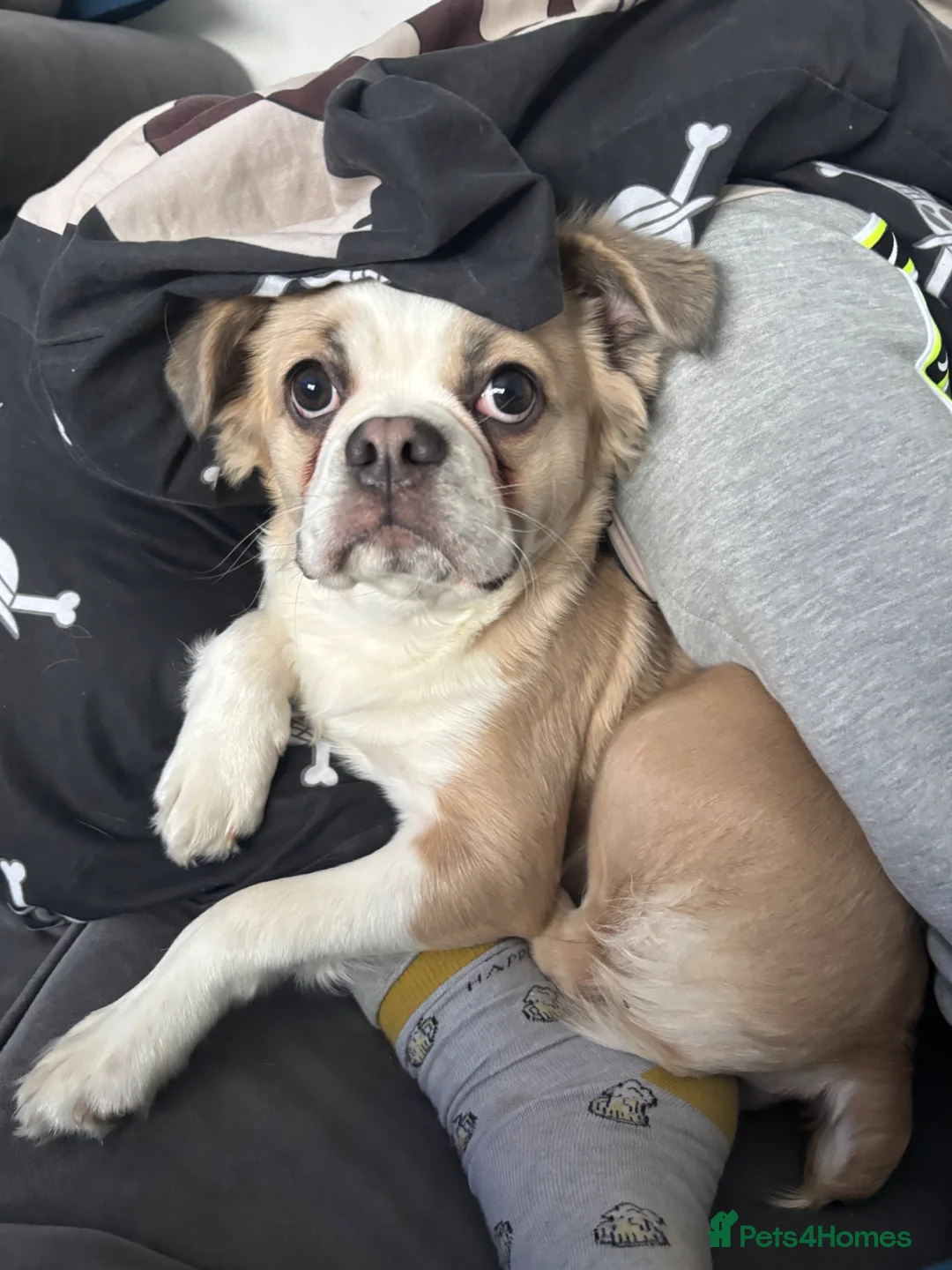 French Bulldog dogs for sale: Male French Bulldog - Advert 4