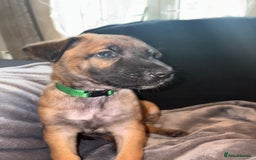 Belgian Shepherd Dog dogs for sale: Belgian malinois  - Image 11