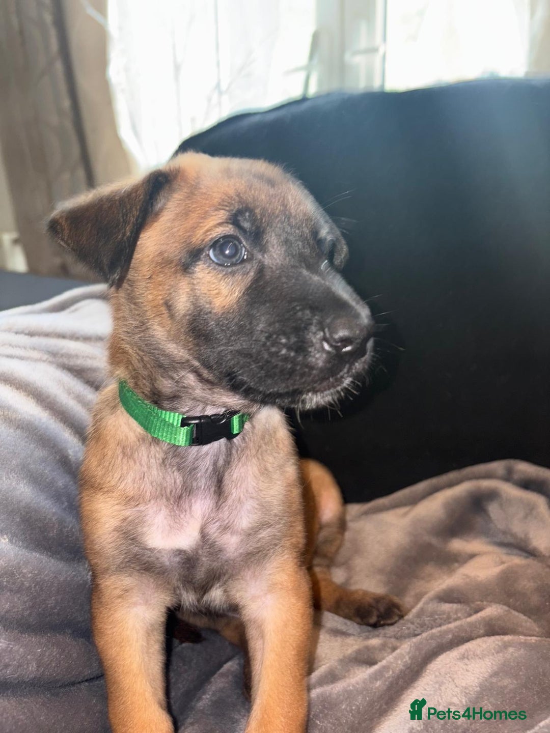 Belgian Shepherd Dog dogs for sale: Belgian malinois  - Image 11