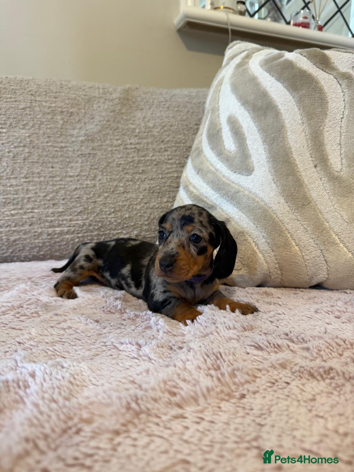 Miniature Dachshund dogs Long hair/short hair miniature dachshund💖 - Advert 2