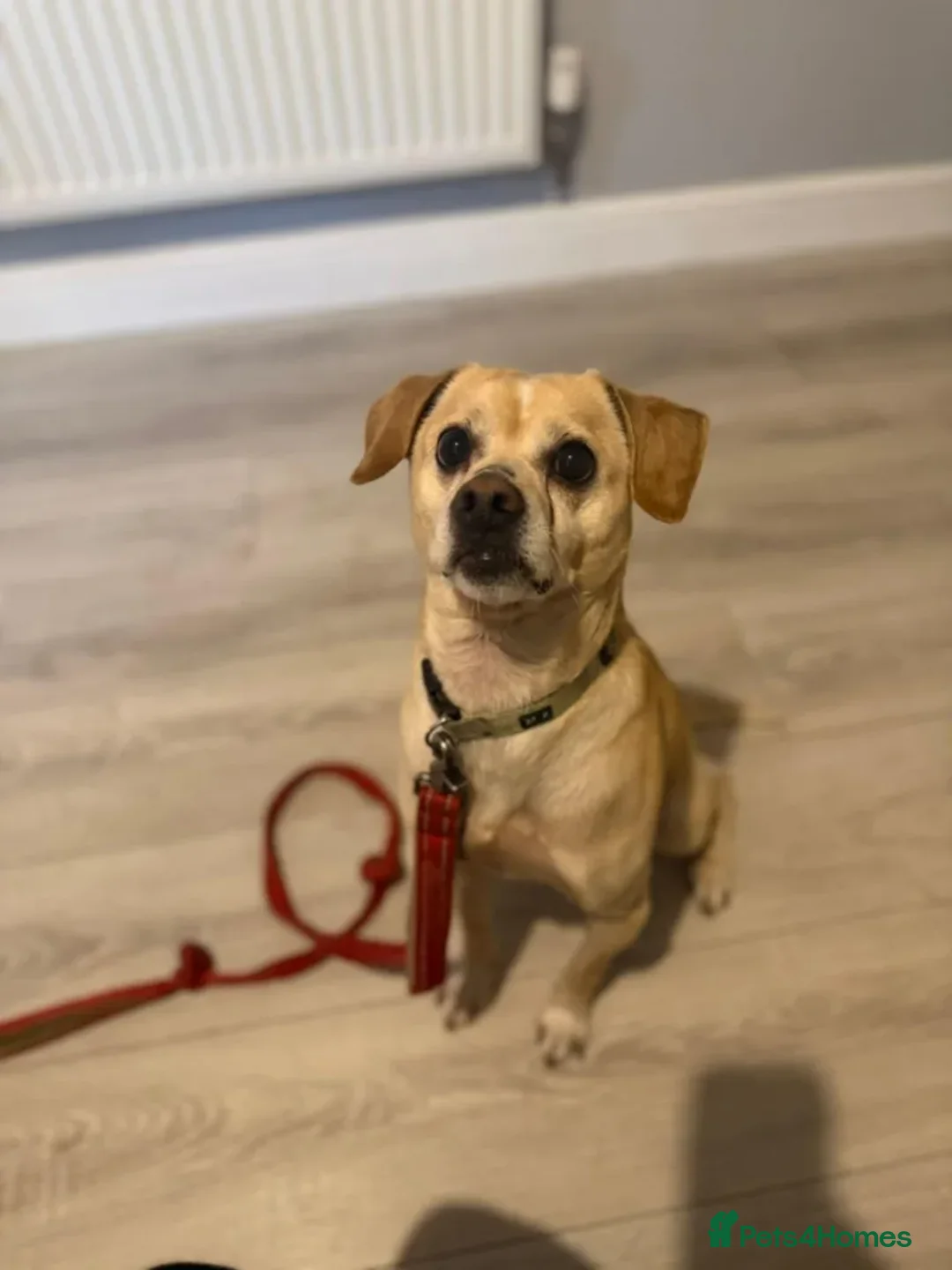 Mixed Breed dogs for adoption: Teddy - Advert 1