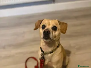 Mixed Breed dogs Teddy - Advert 2