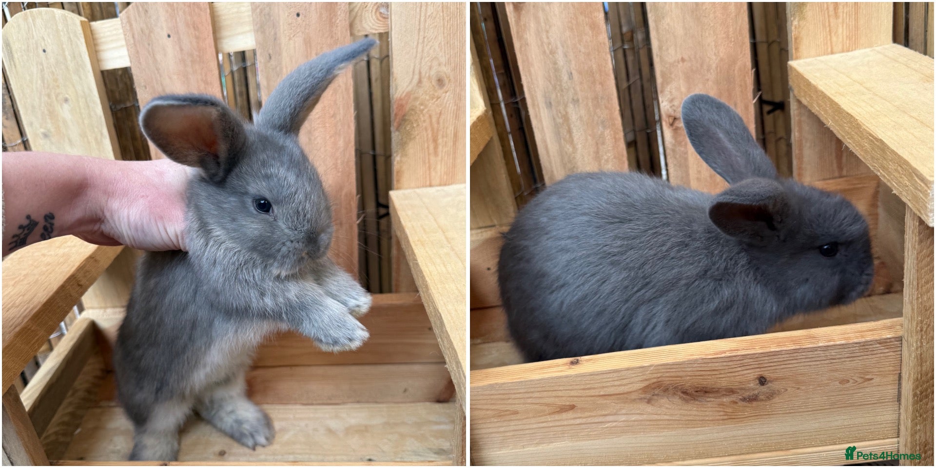 Continental Giant rabbits 2 x Gorgeous Continental/French Lop Bunnies ♥️ - Advert 1