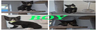 Green collar BOY
