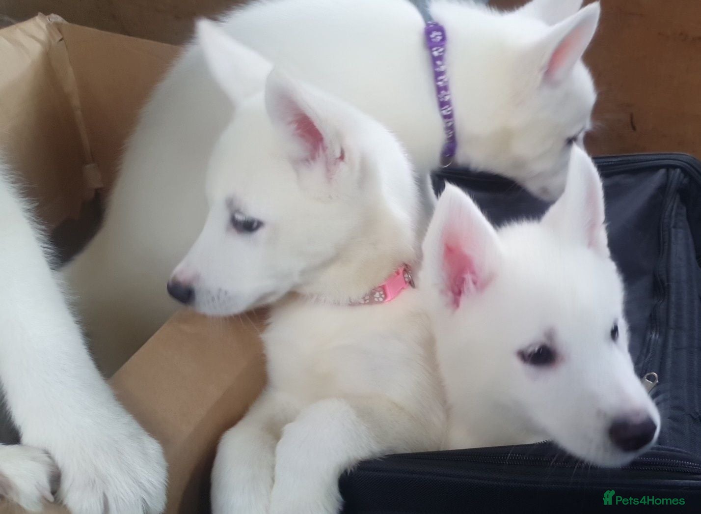 Siberian Husky dogs 5 Beautiful White Husky Puppies Ready Now. - Advert 13