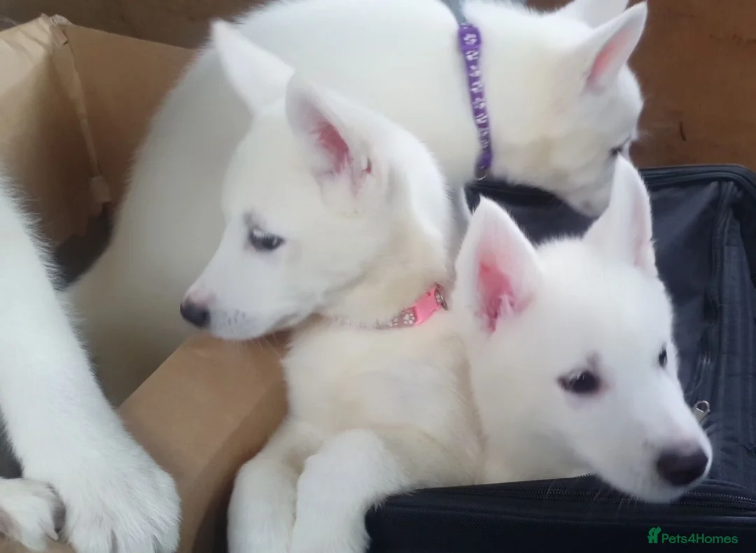 Siberian Husky dogs for sale: 2 female Beautiful White Husky Puppies Ready Now. - Advert 2
