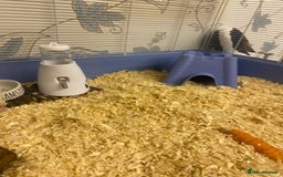 Hamster rodents for sale: Hamster & cage & all accessories in Ormskirk - Image 3