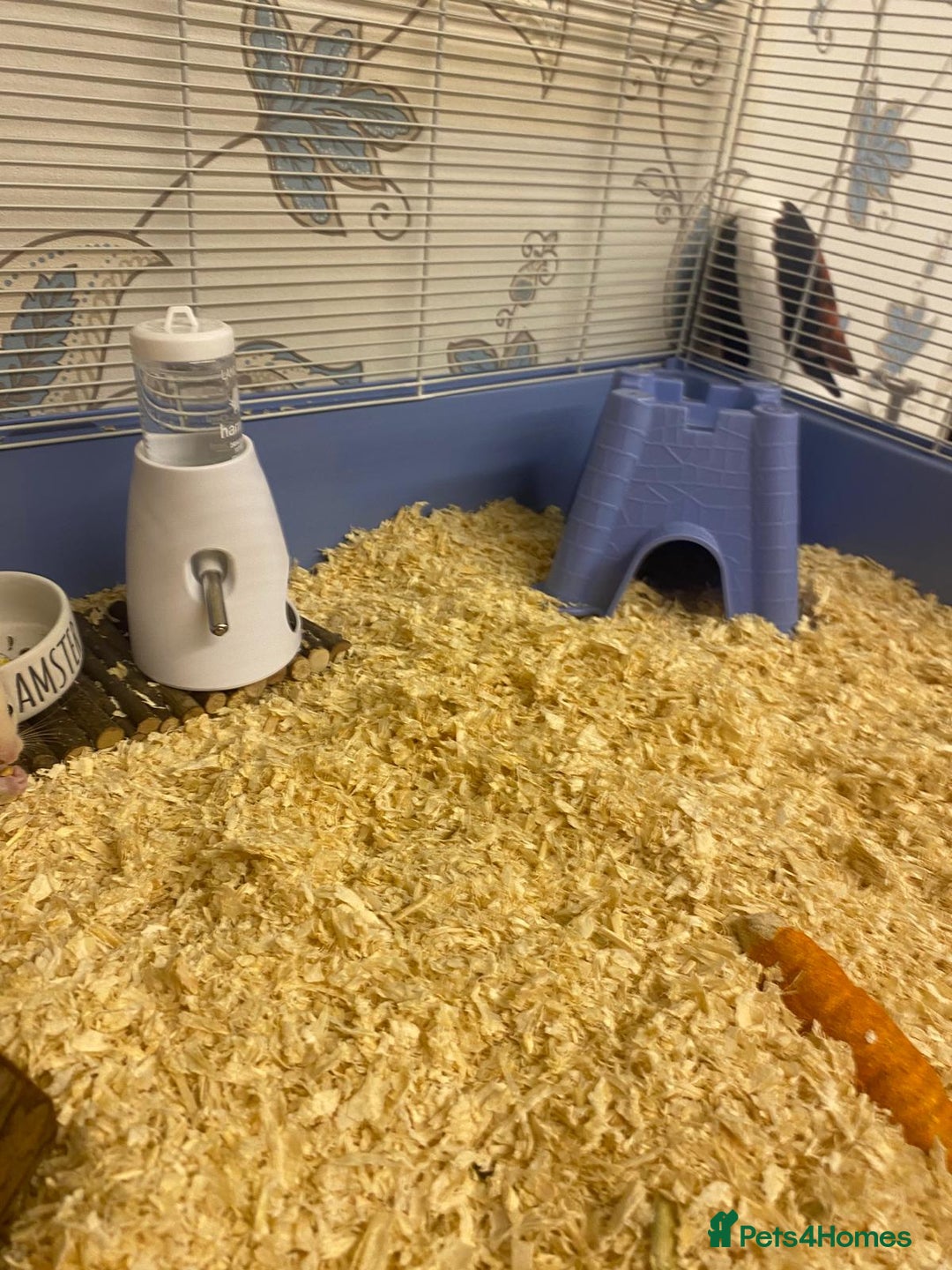 Hamster rodents for sale: Hamster & cage & all accessories in Ormskirk - Image 3
