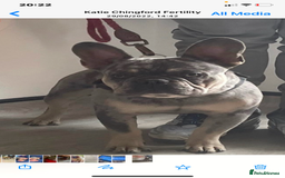 French Bulldog dogs for sale: Stunning French bulldog puppies  - Image 7