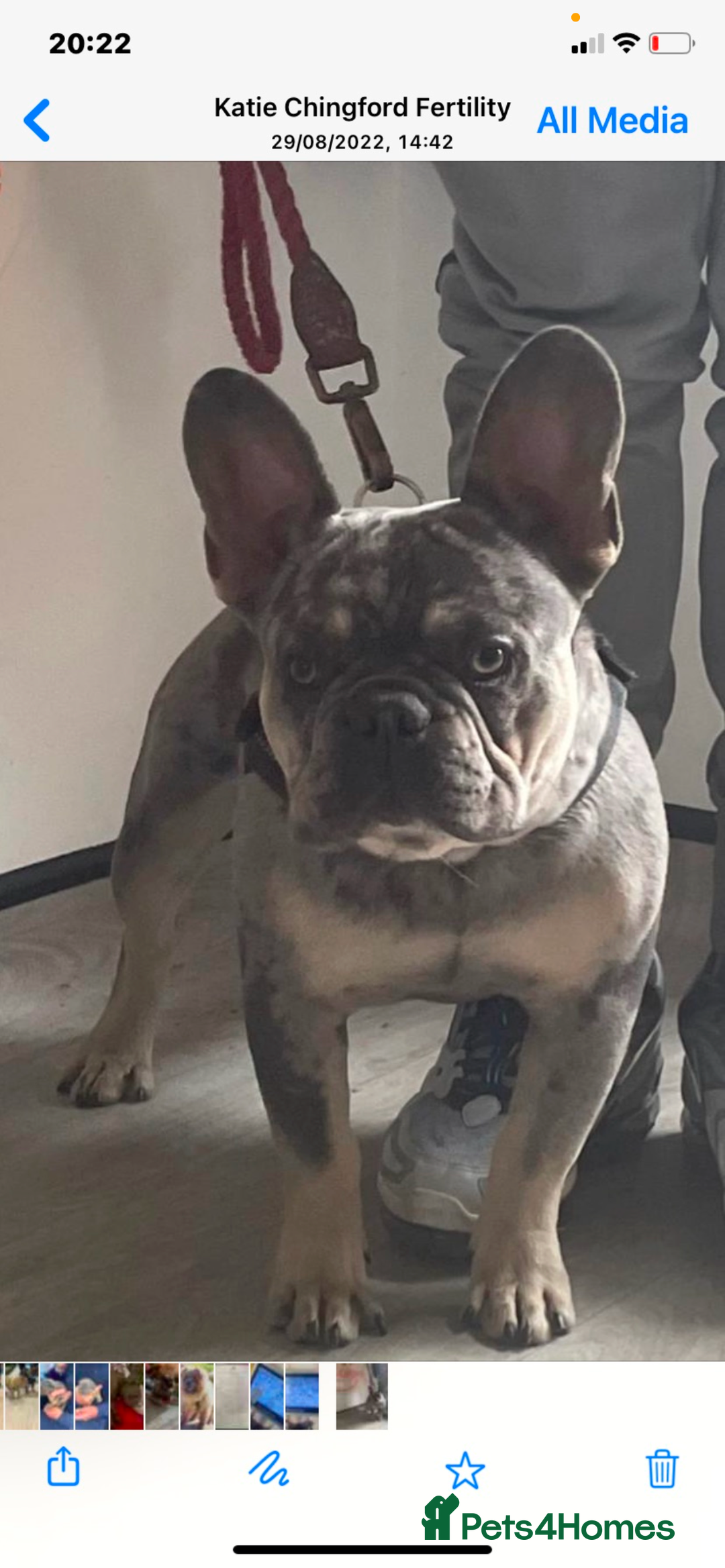 French Bulldog dogs for sale: Stunning French bulldog puppies  - Image 7