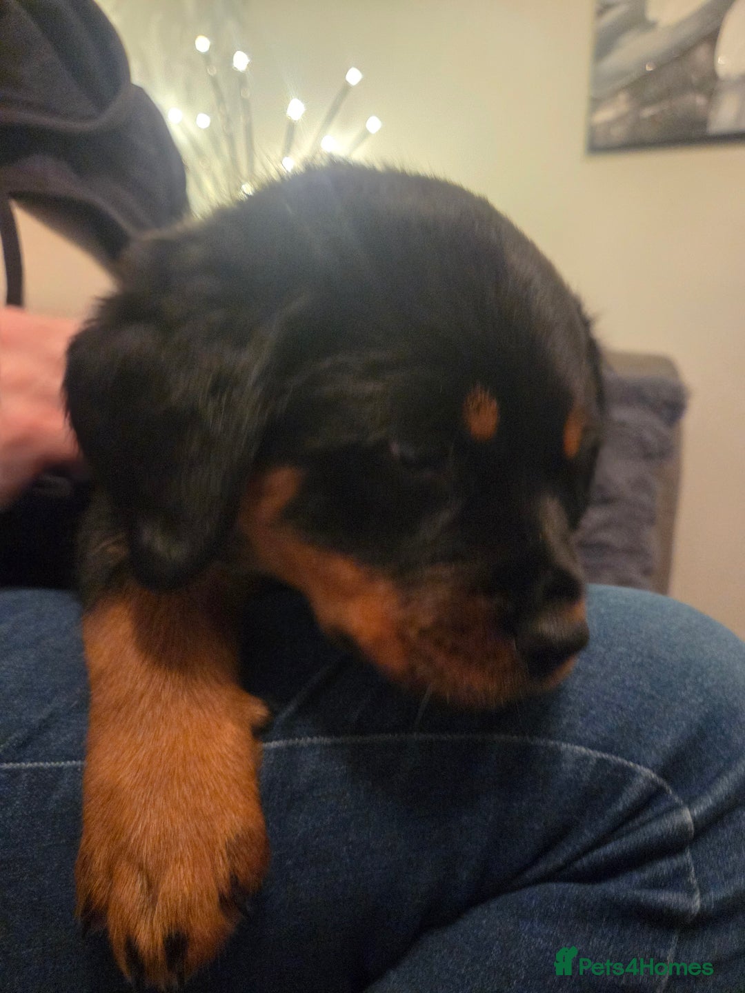 Rottweiler dogs for sale: ***Ready Now*** KC Registered Rottweiler Puppies - Advert 35