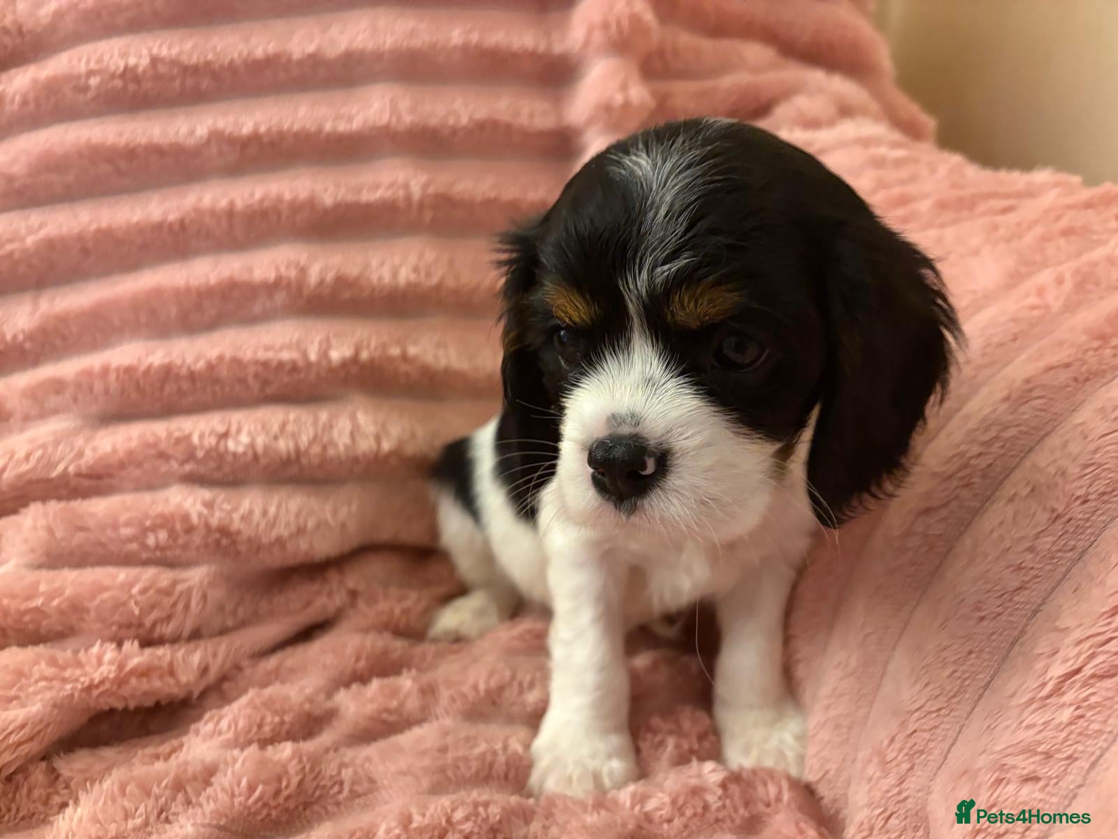 Cavalier King Charles Spaniel dogs DNA Tested Cavalier King Charles Puppies READY NOW - Advert 2