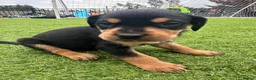 Mixed Breed dogs for sale:   👑 Labrotties 👑 rottweiler x Labrador 👑 - Advert 21