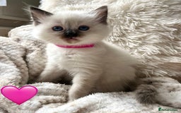 Ragdoll cats for sale: Stars 5 ⭐ Pure Ragdoll 💛 Lots of love 💛 - Image 4