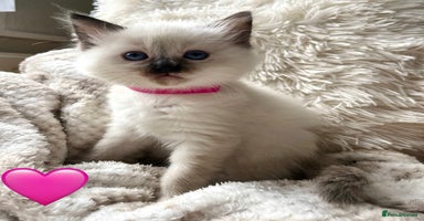 Ragdoll cats - Advert 2