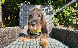 Dachshund dogs for sale: Outstanding Standard Wire haired Dachshund puppies - Image 15