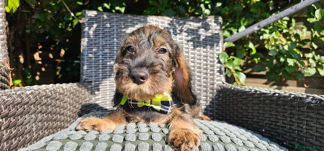 Dachshund dogs for sale: Outstanding Standard Wire haired Dachshund puppies - Image 15