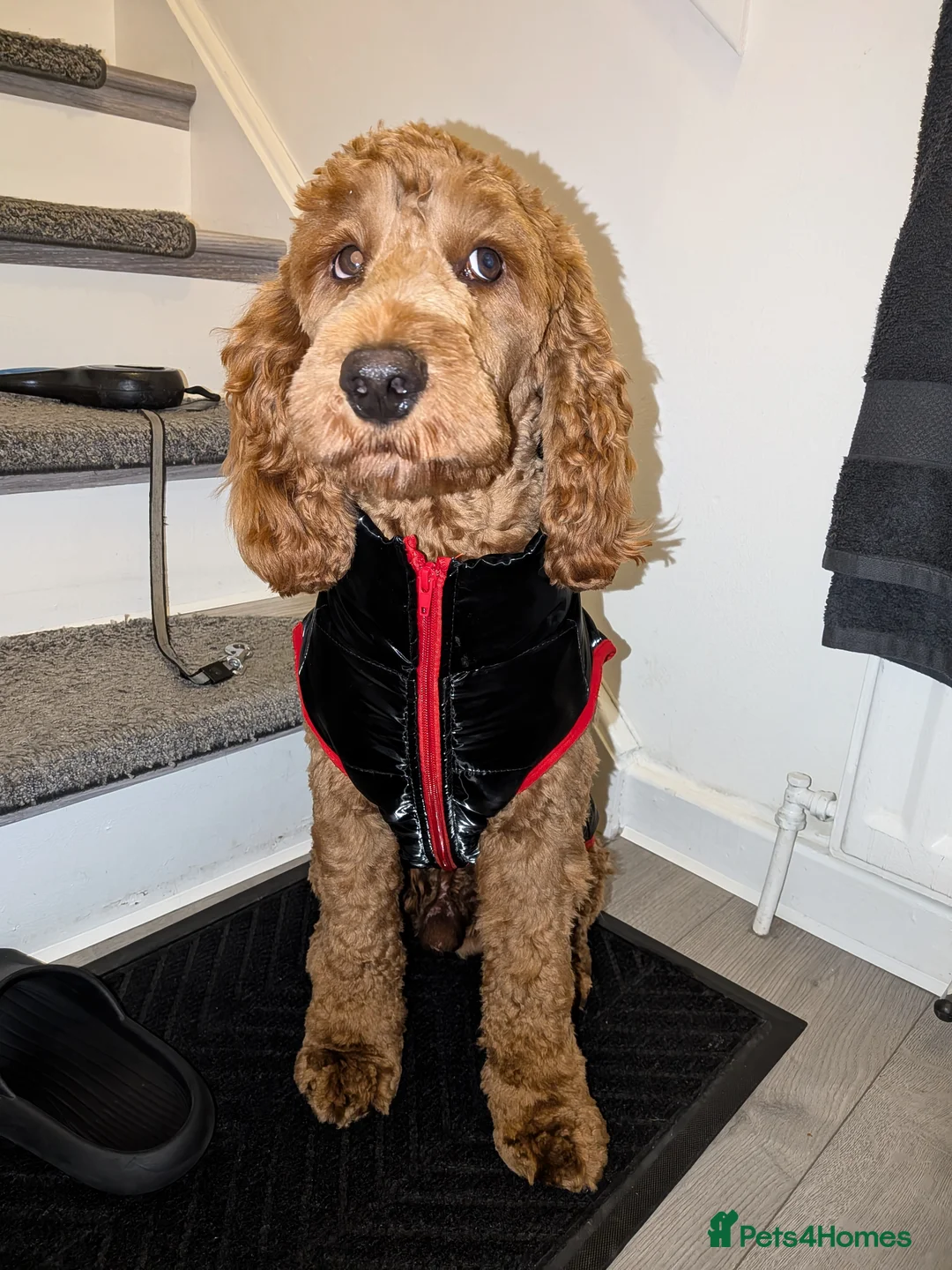 Cockapoo dogs for stud: Cockapoo for stud - Advert 2