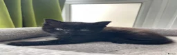 British Shorthair cats for sale: Beautiful British Kittens 🍂 - Advert 30