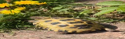 Tortoise reptiles for sale: Horsefield tortoise and setup in Wigan - Advert 3
