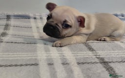 French Bulldog dogs for sale: French bulldog puppies - Image 4