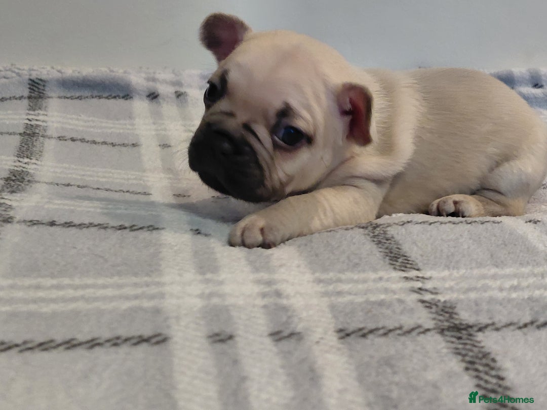 French Bulldog dogs for sale: French bulldog puppies - Image 4