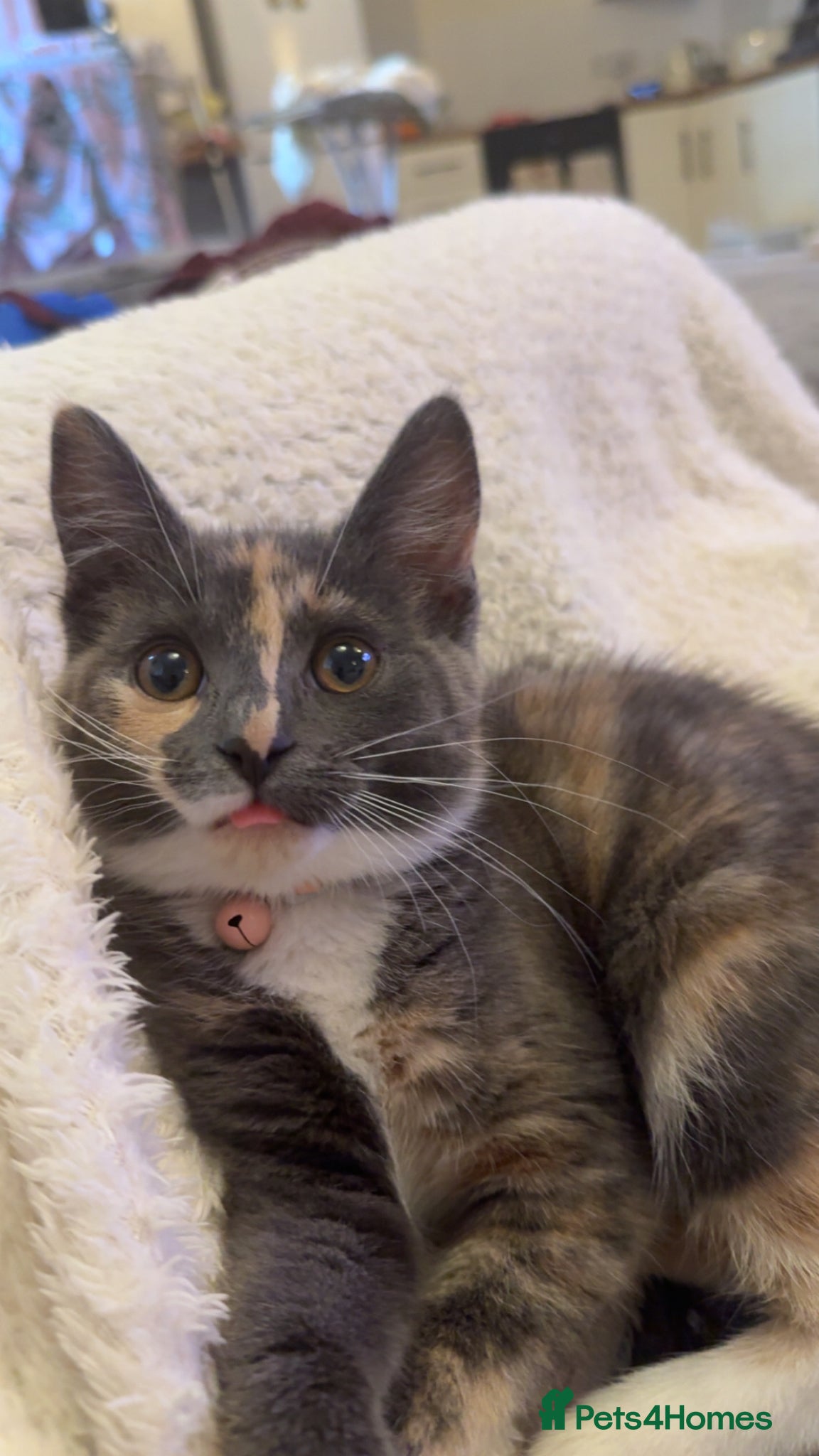 Mixed Breed cats Grey fluffy kitten - Advert 6