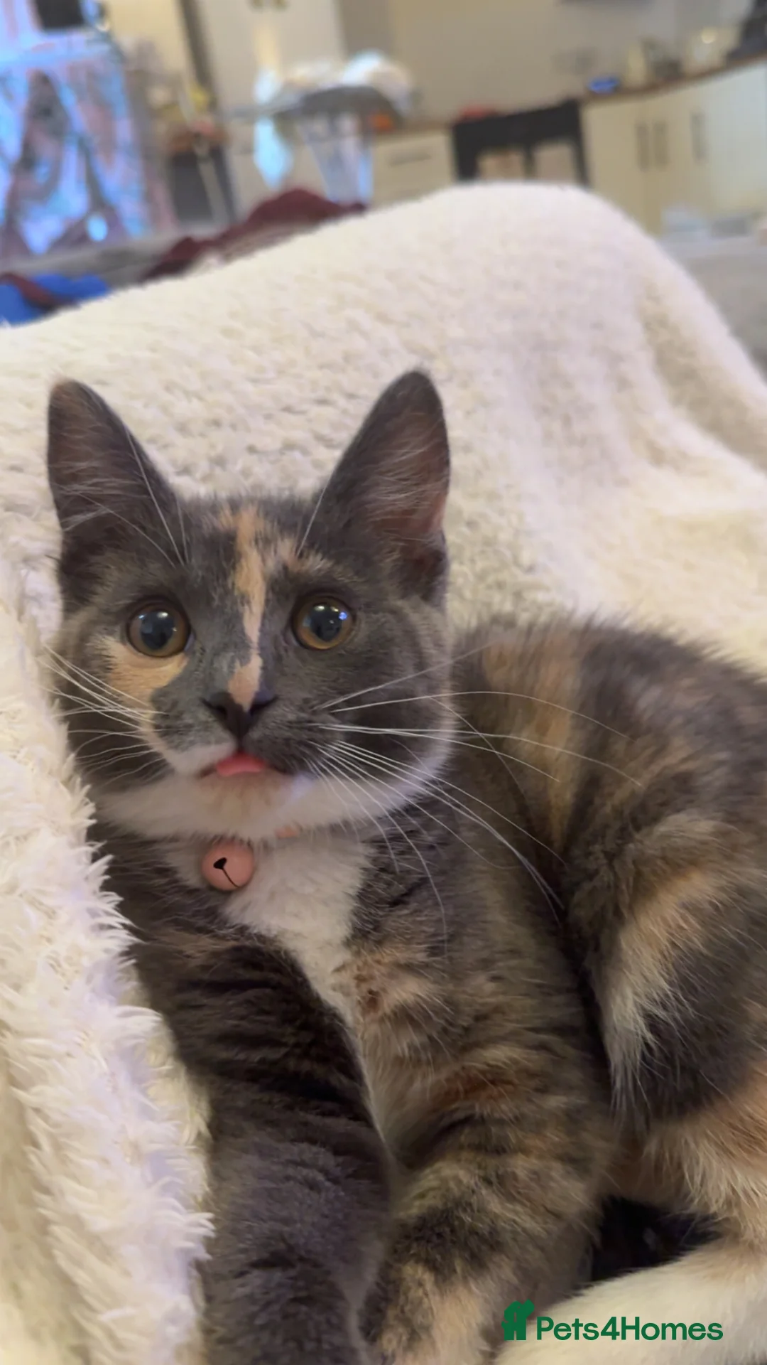 Mixed Breed cats for sale: Grey fluffy kitten in Chelmsford - Advert 1