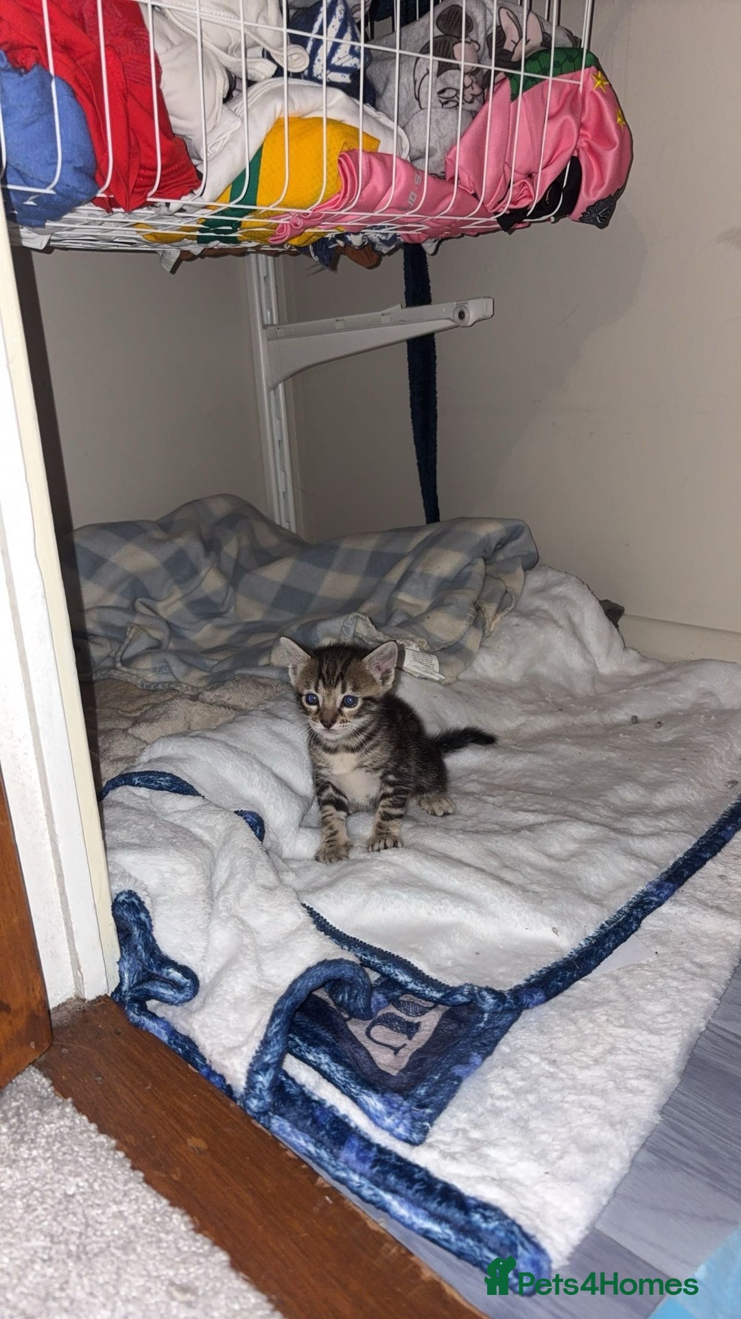 Bengal cats for sale: bengal kittens  - Advert 5