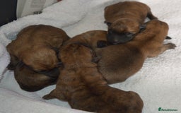 Cairn Terrier dogs for sale: GORGEOUS CAIRN TERRIER PUPPYS - Image 6
