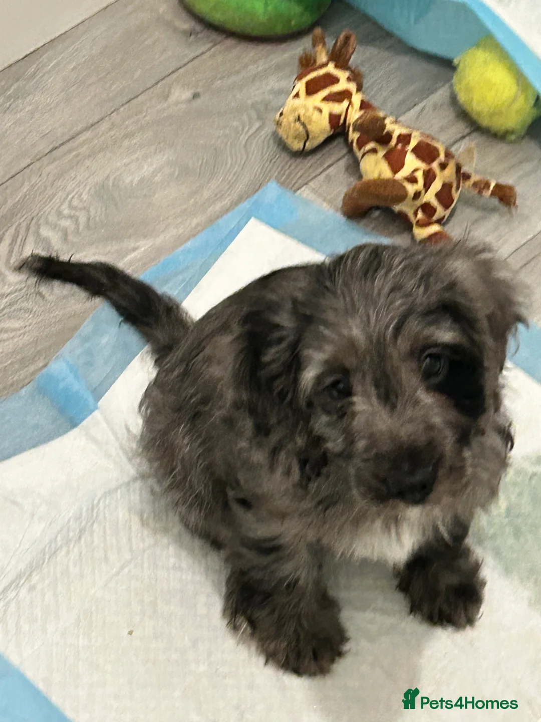 Cockapoo dogs for sale: Gorgeous F1 Cockapoo Puppies  - Advert 7