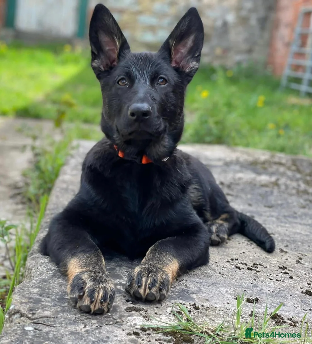 German Shepherd dogs for stud: German Shepherd Kc reg hip scored solid black in Darlington - Advert 7