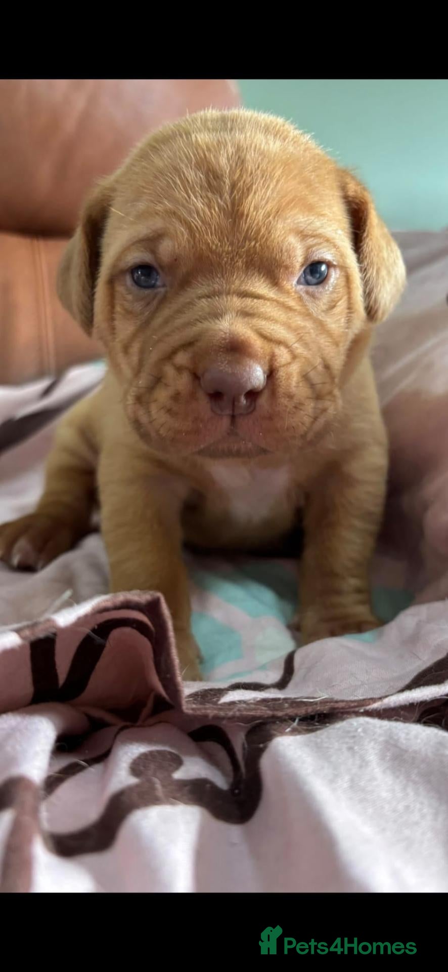 Dogue De Bordeaux dogs Dogue de bordeaux - Advert 8
