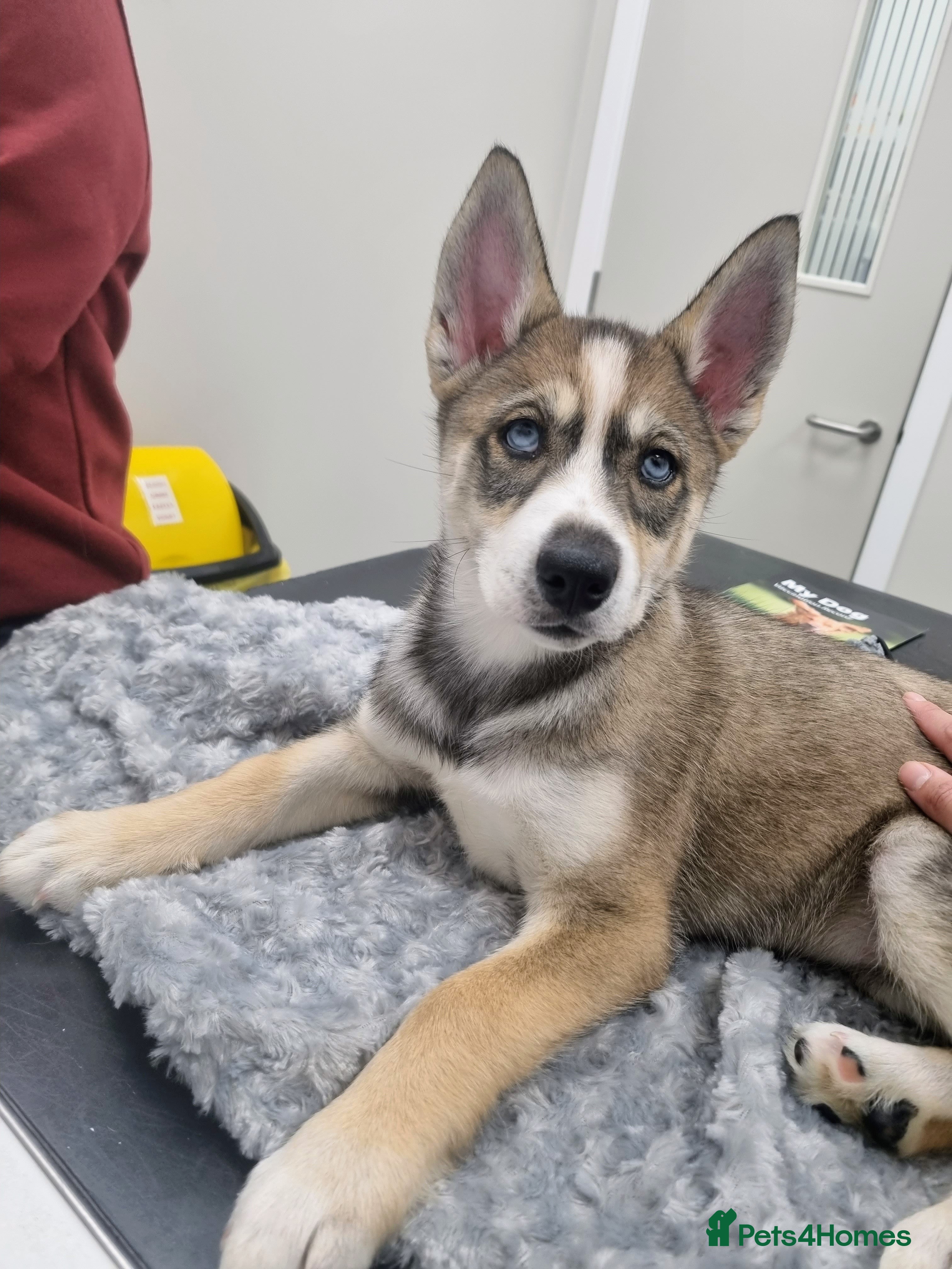 Siberian Husky dogs Rare Grey Agouti siberian husky  💖 fully insured - Advert 2