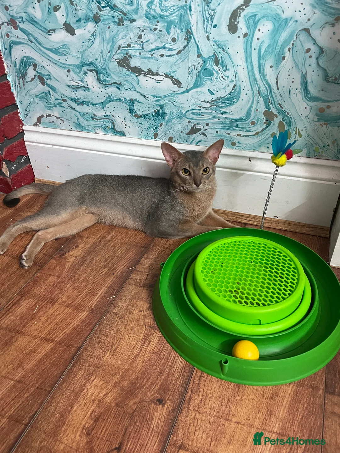 Abyssinian cats for stud: STUD ONLY! in London in London - Advert 4
