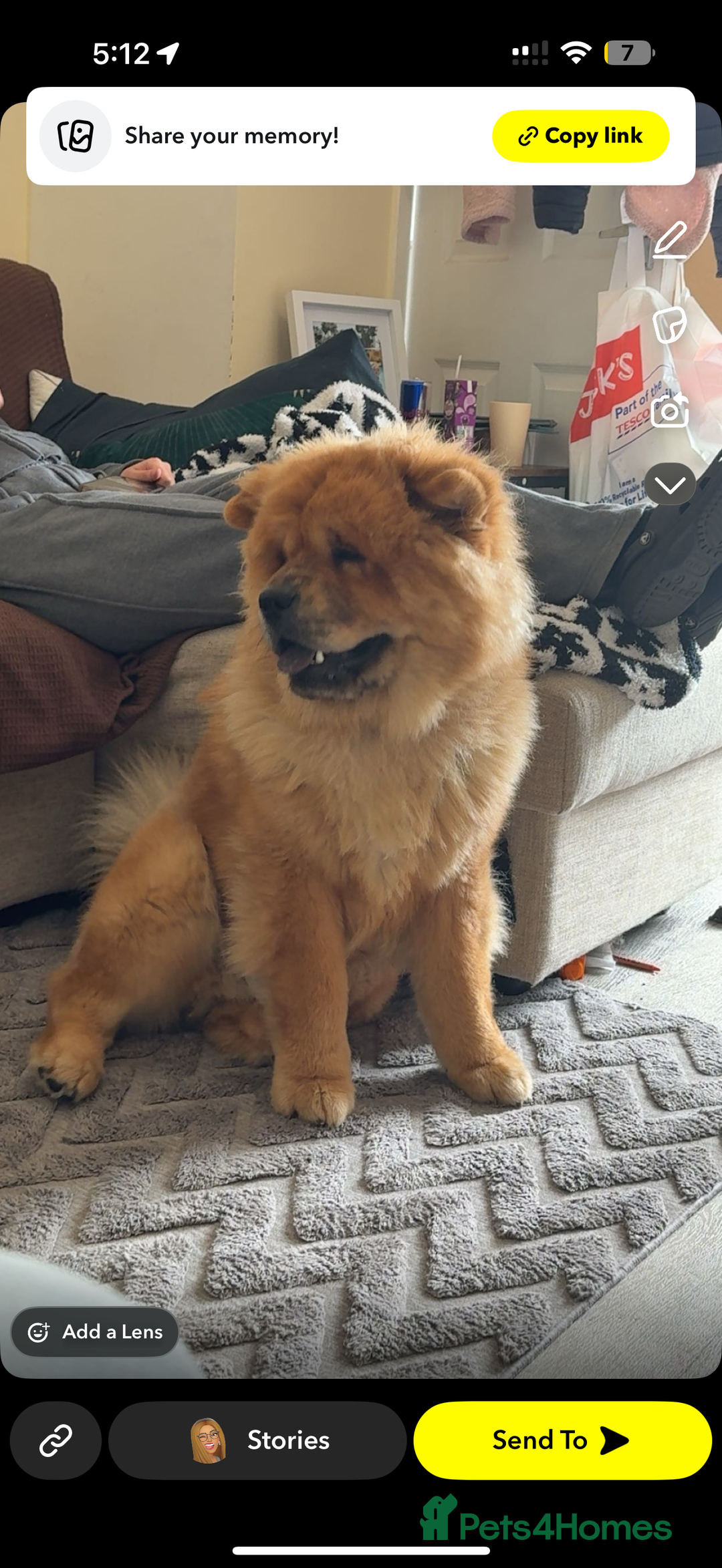 Mixed Breed dogs for sale: American bulldog / chowchow  - Advert 1