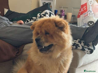 Mixed Breed dogs American bulldog / chowchow - Advert 1