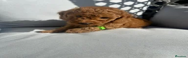 Cockapoo 2