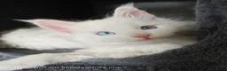 Maine Coon cats for sale: Maine coon Blue eyes + Long Hair in Burnley - Advert 18