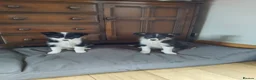 Border Collie dogs for sale: Border collies puppies - Advert 2