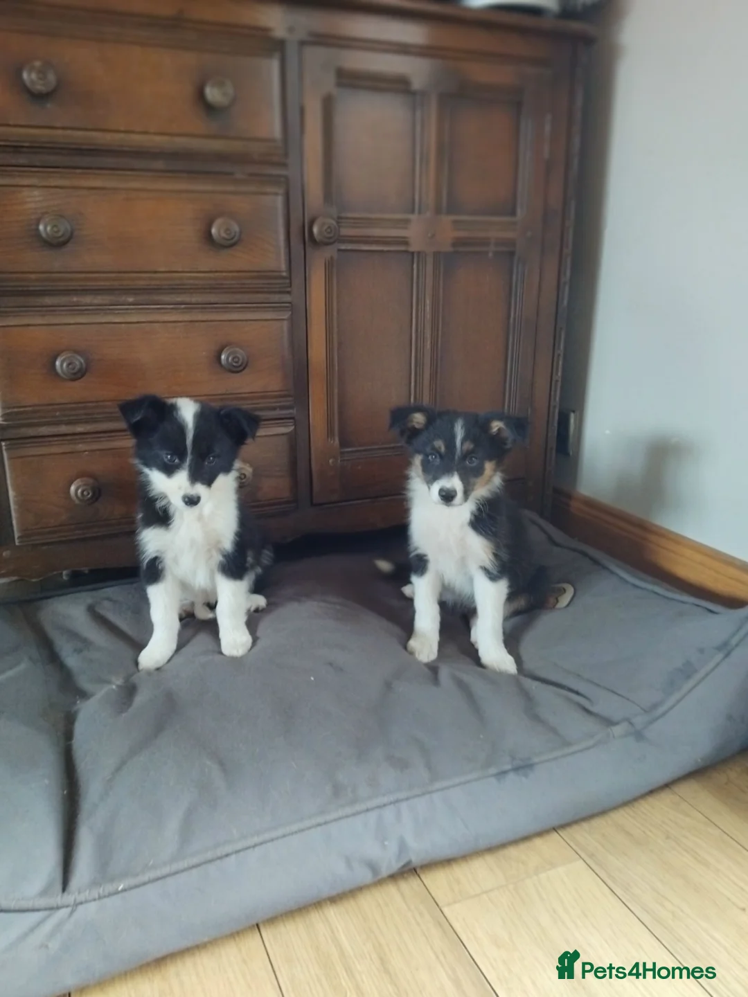 Border Collie dogs for sale: Border collies puppies - Advert 2