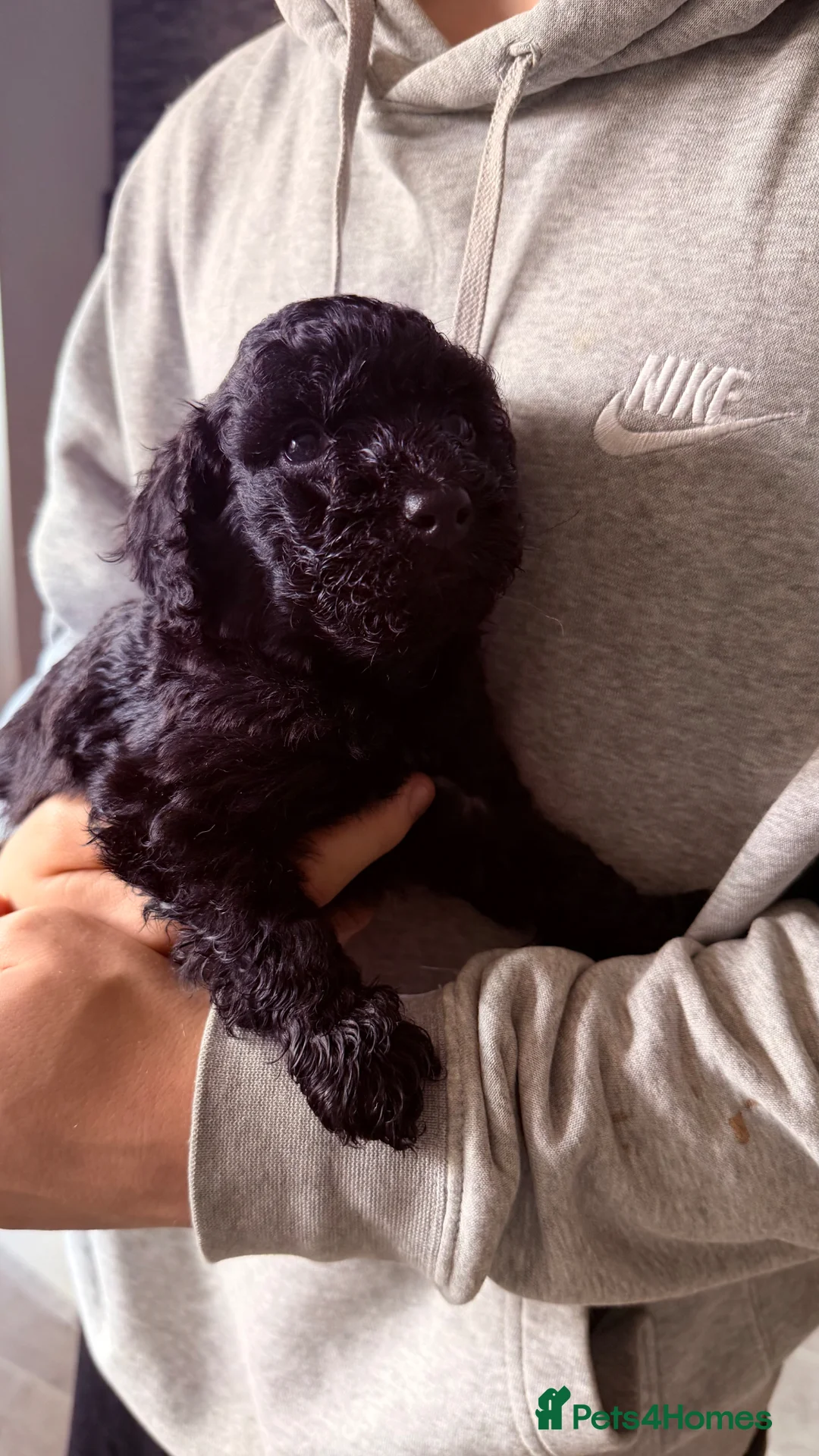 Cockapoo dogs for sale: Cockapoo Puppies ready soon  - Advert 2