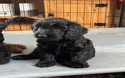 Sproodle dogs for sale: 1 Gorgeous F2 Sproodle Girl FULLY Vaccinated - Image 2