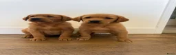 Goldador dogs for sale: Fantastic red goldador puppies  - Advert 7
