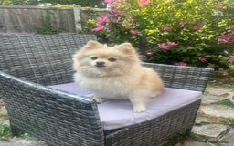 Pomeranian dogs for sale: Lovely girl Pom needs rehoming  - Advert 6