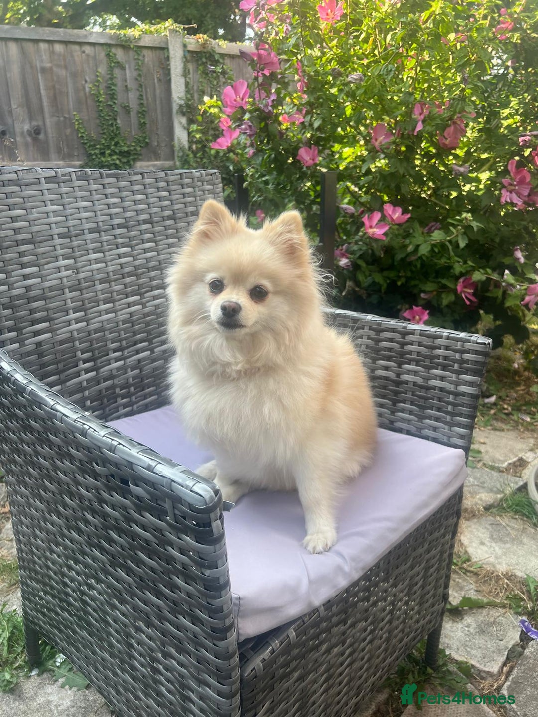 Pomeranian dogs for sale: Lovely girl Pom needs rehoming  - Advert 6