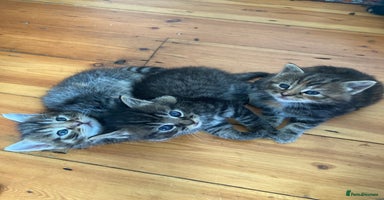 Mixed Breed cats - Advert 13