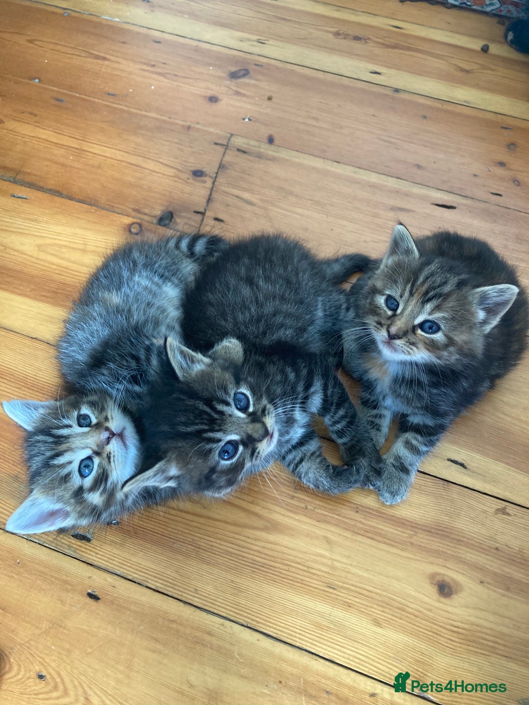 Mixed Breed cats for sale: Kittens 😸 MaineCoon x kittens READY TODAY ❤️😸🐈 - Image 7