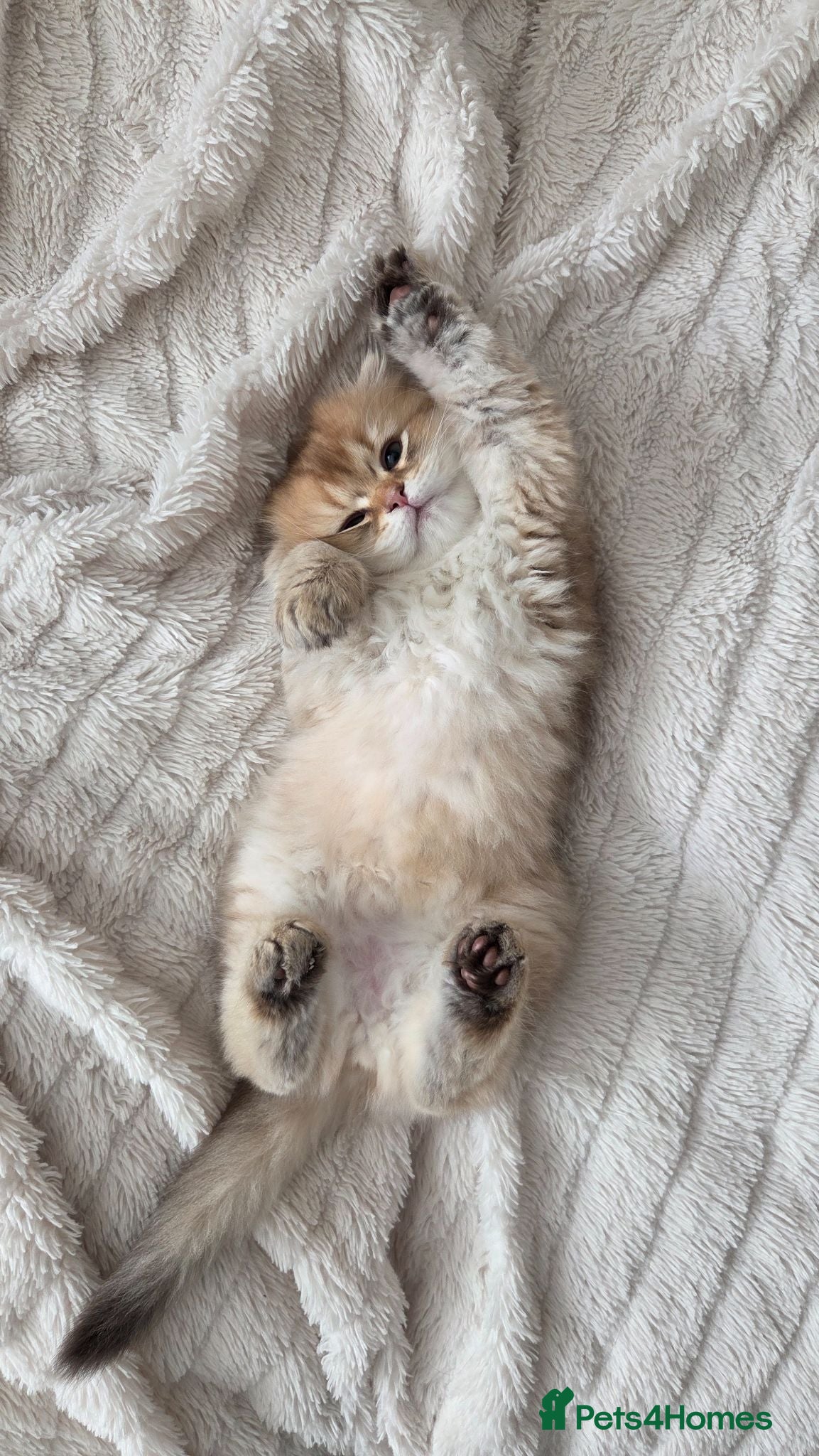 Scottish Fold cats Scottish Fold/Straight ready for new home Soon❤️  - Advert 2