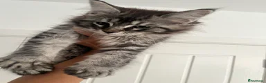 Maine Coon 2